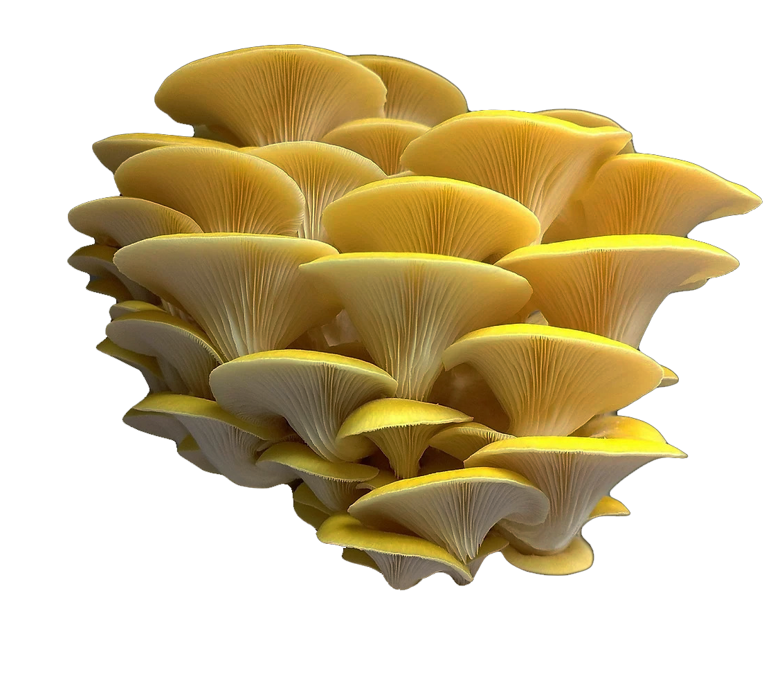 Chefs-Mushrooms